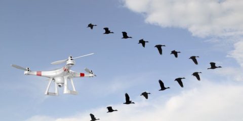 Drone pode ser usado para afastar aves das proximidades de aeroportos.