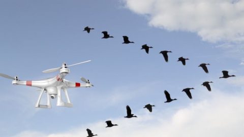 Drone pode ser usado para afastar aves das proximidades de aeroportos.